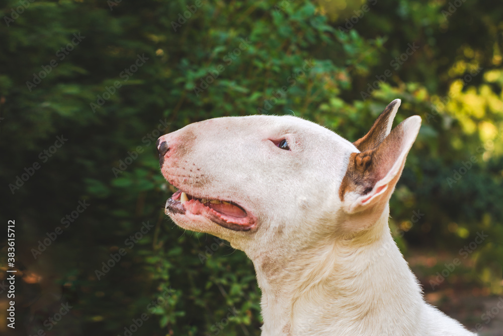 dog white bull terrier breed portrait close-up in profile in the garden on a background of dark green foliage
