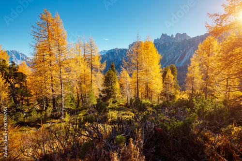Magical yellow larches glowing in the sunlight. Location place Dolomite Alps, Cortina d'Ampezzo, Italy, Europe.