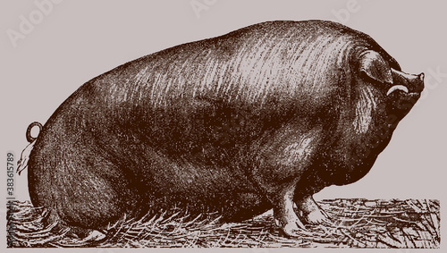 Huge Poland China boar sitting on the ground isolated on a light brown background, after an antique illustration from the early 20th century