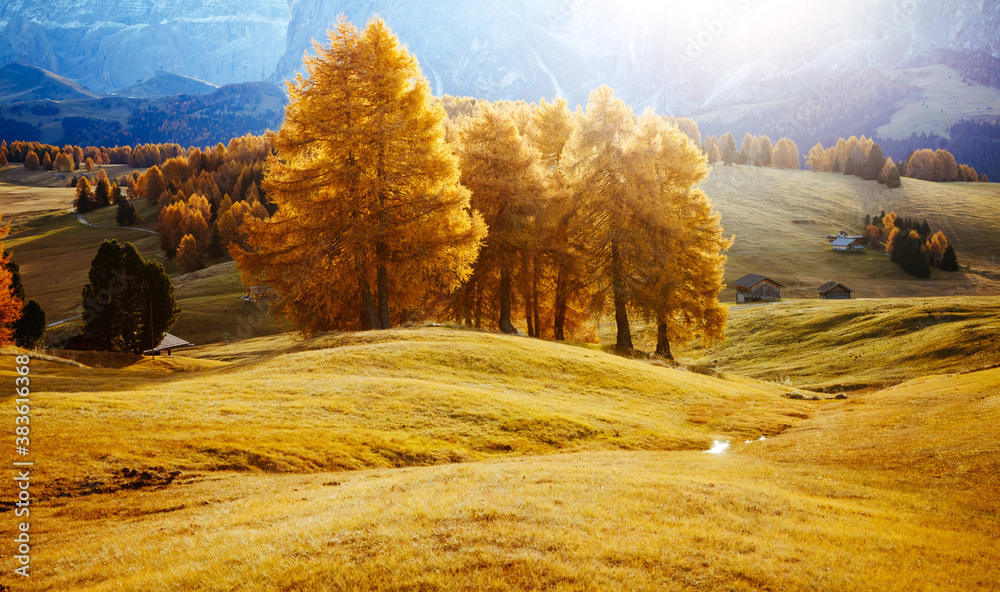 Yellow larches in the sunlight. Location Dolomite alps, Alpe di Siusi, Italy, Europe. - obrazy, fototapety, plakaty 