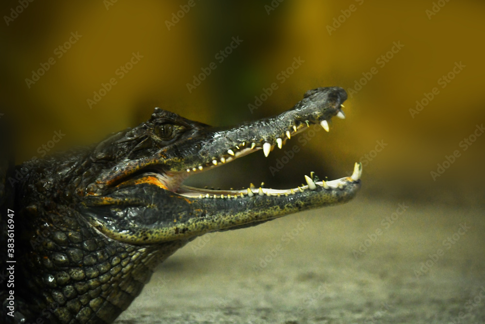 Obraz premium Crocodile head with open mouth