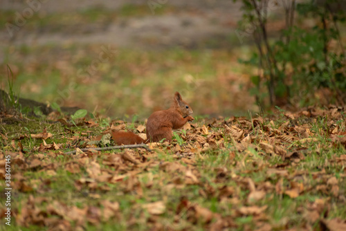 squirrel sits on the grass and eats a nut in autumn