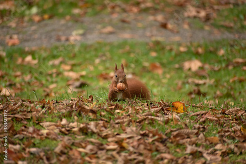squirrel sits on the grass and eats a nut in autumn