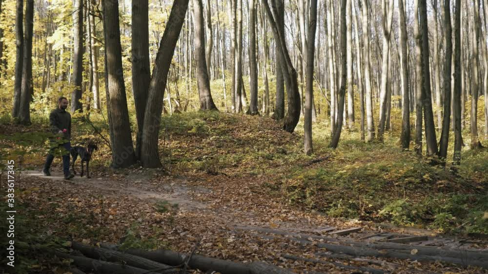 Man walking with a dog breed kurzhaar in the autumn forest Man walking with a dog breed kurzhaar in the autumn forest