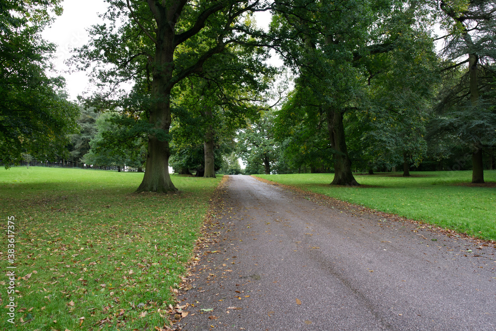 a narrow road through the park