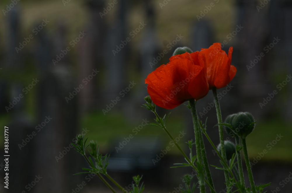 Obraz premium Wild poppies in the graveyard - June - Scotland