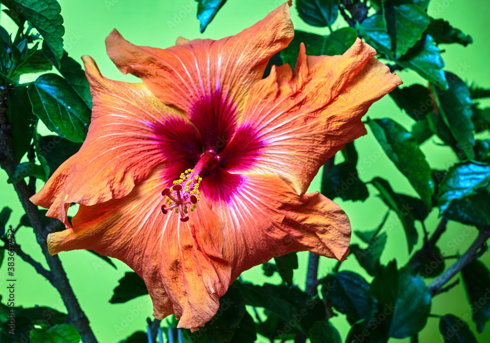 Close-up of the end of the rod in a blooming red hibiscus flower - obrazy, fototapety, plakaty 