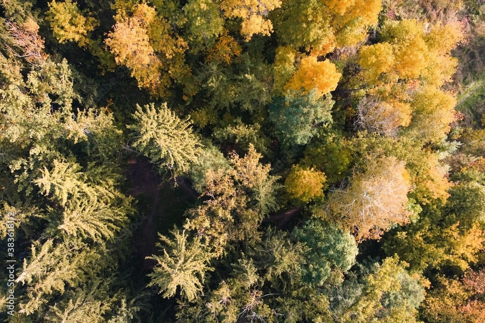 Aerial view of autumn forest, trees with yellow foliage, top view