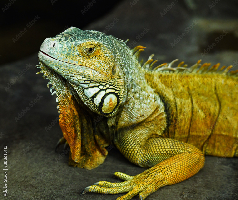 Handsome chameleon raised his head thoughtfully Handsome chameleon raised his head thoughtfully