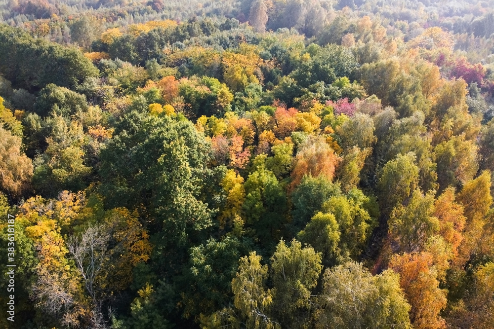 Aerial view of autumn forest, trees with yellow foliage, top view