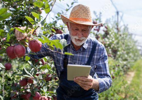 Farmer with tablet in apple orchard