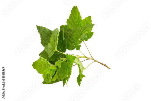 Currant leaves twig isolated on white background