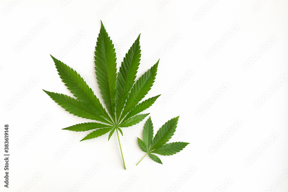 Two fresh leaves of hemp or cannabis on a white background with place for text. Two fresh leaves of hemp or cannabis on a white background with place for text.