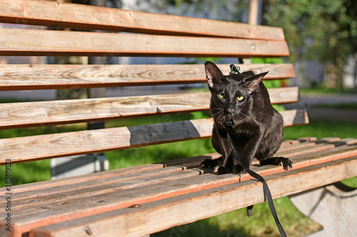 black oriental cat sits on the bench. cat walks on a leash