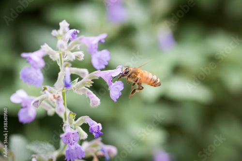 Macro close up of a yellow black bumble bee caught mid air collecting pollen from purple flowers with natural blurred background light bright nature soft pastel © LightItUp