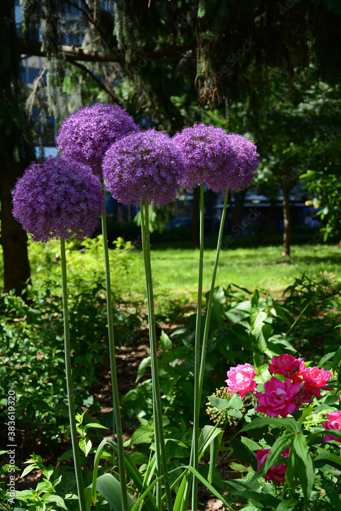 New York, NY, USA - June 2, 2019: Flowers in City Hall Park in Lower Manhattan