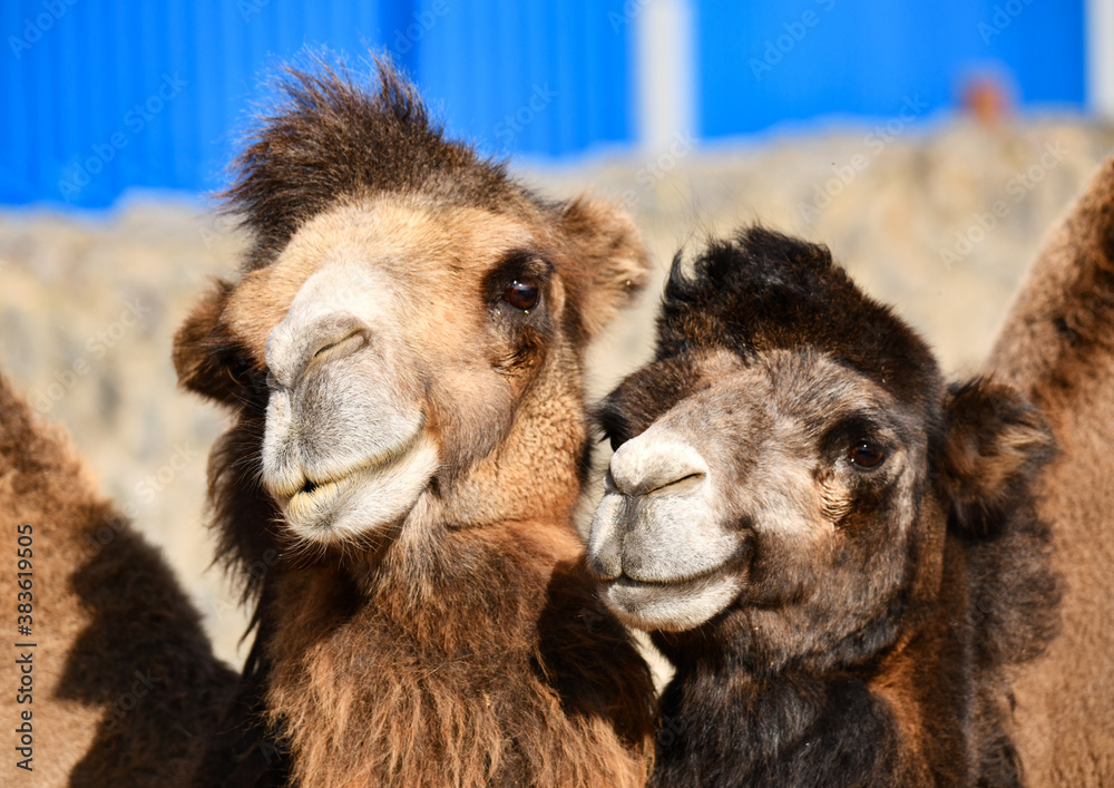 Fototapeta premium Love story. A couple of camels basking in the sun