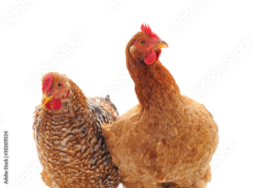 Two young chickens.