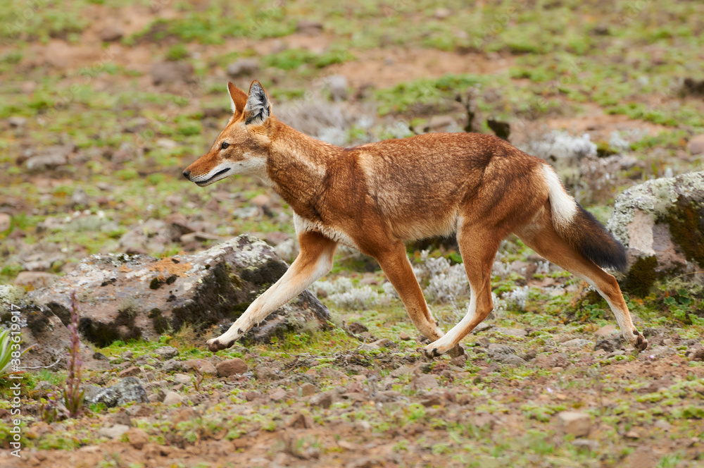 The Ethiopian wolf (Canis simensis), an endangered canid that lives on the Ethiopian Highlands.