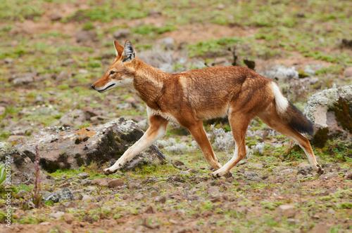The Ethiopian wolf (Canis simensis), an endangered canid that lives on the Ethiopian Highlands. © lucaar