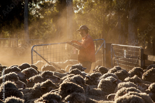 Farmer and woolly merino sheep in dusty yards photo