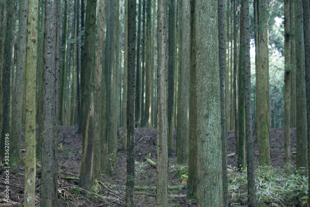 Obraz premium 森