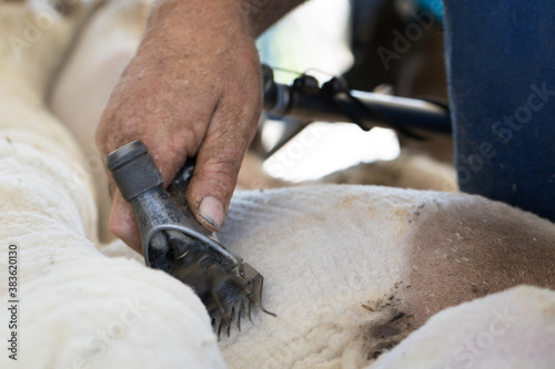 Close up of shearing handpiece shearing wool off a sheep photo