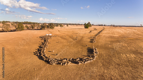 Trail feeding sheep in summer photo