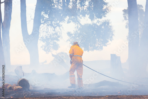 Firefighter with hose spraying down burnt trees after bushfire