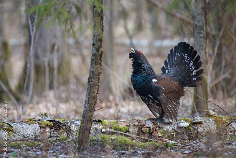 Capercaillie in the spring forest during the mating season
