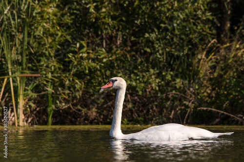 Swimming swan on the lake