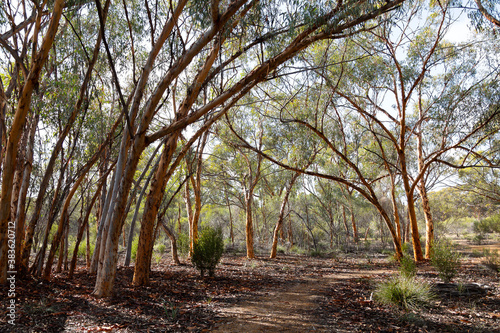 trail through eucalyptus trees in the goldfields of Western Australia photo