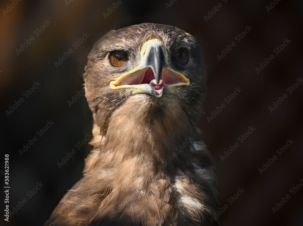 Obraz premium A young and inexperienced kite listens to a lesson and a father