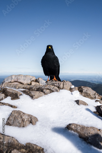 Eine Alpendohle auf der Brecherspitze in Bayern