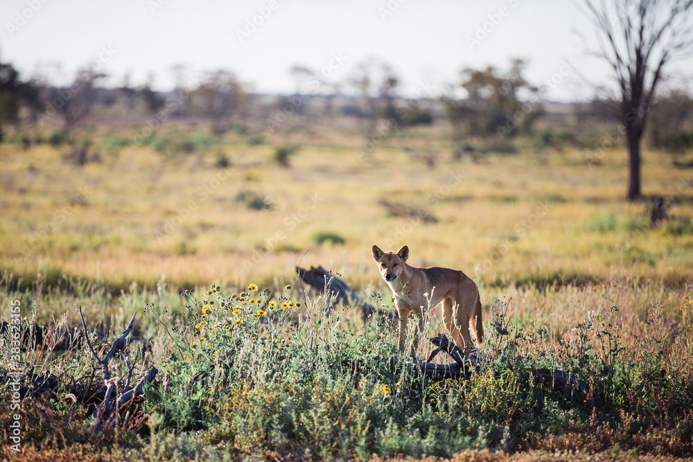 Dingo in paddock looking straight ahead Dingo in paddock looking straight ahead