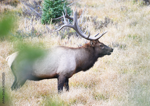 Bull Elk in the Meadow