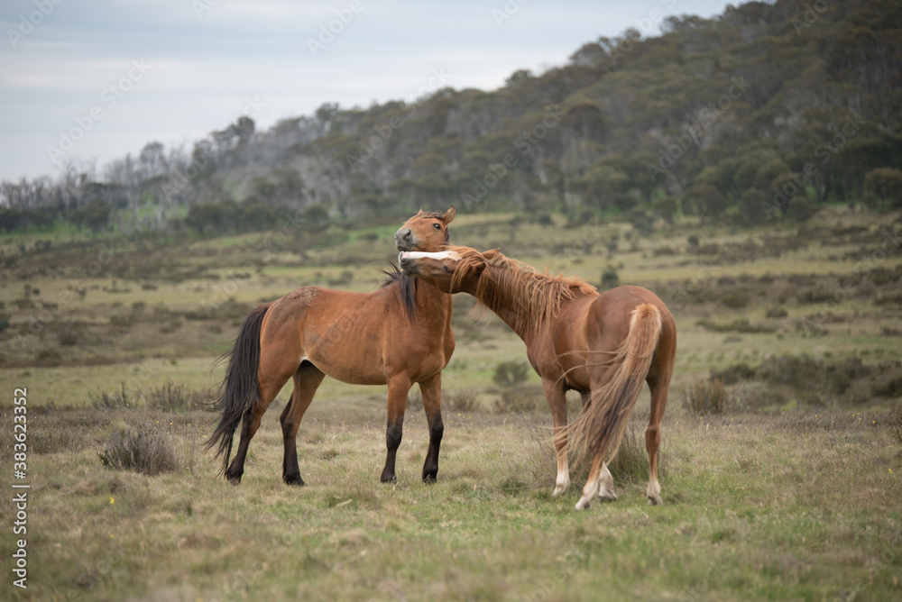 Brumbies in Kosciuszko Alpine Plains Brumbies in Kosciuszko Alpine Plains