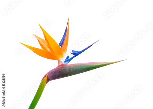 pastel colored bird of paradise flower closeup cutout isolated on a white background