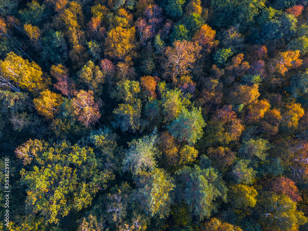 Drone view of colorful tree tops, Lithuania