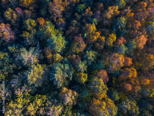 Drone view of colorful tree tops, Lithuania