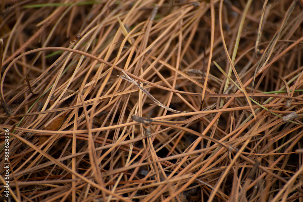 Dry pine leaves closeup pattern brown texture background Dry pine leaves closeup pattern brown texture background