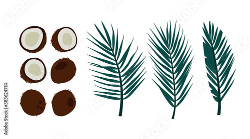 Vector illustration of a coconut tree, with coconut leaves in green colors, and whole and halves coconuts. Tropical forest elements. Trendy illustration for web and print design. Hand-drawn set.