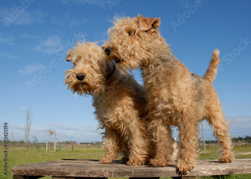 Fotografie two  lakeland terrier