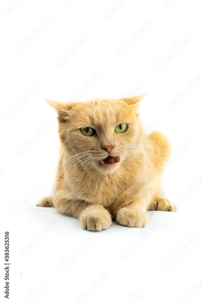 Obraz premium Scared to death cat eating food on isolated white background