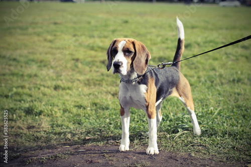 beagle