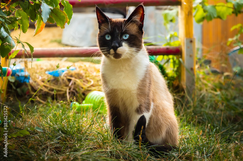 Photography Siamese blue-eyed cat sits on the lawn in autumn weather