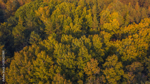 Top of the forest in the evening light