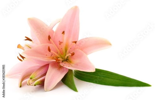 Two pink lilies.