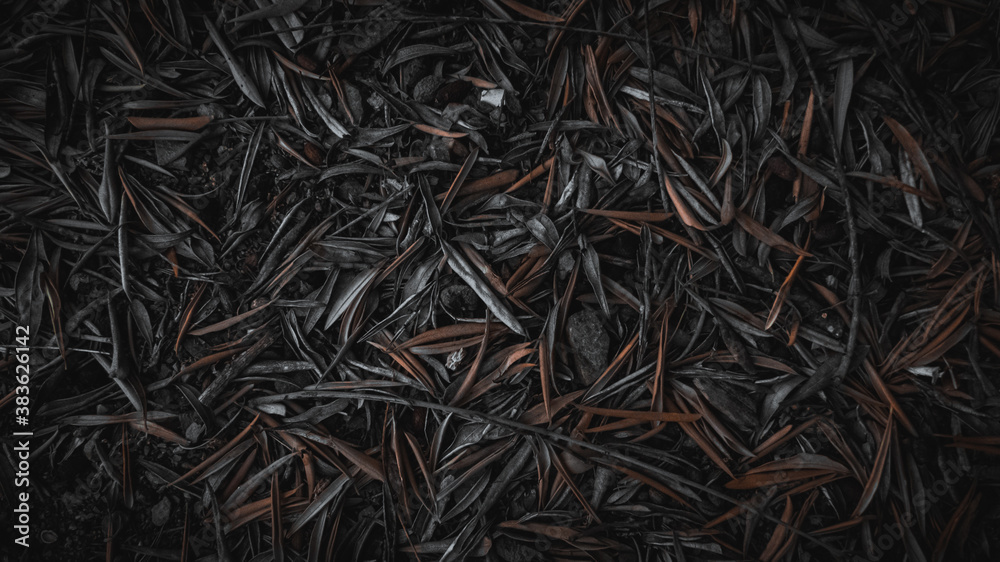 fondo texturizado de hojas de olivo fondo texturizado de hojas de olivo