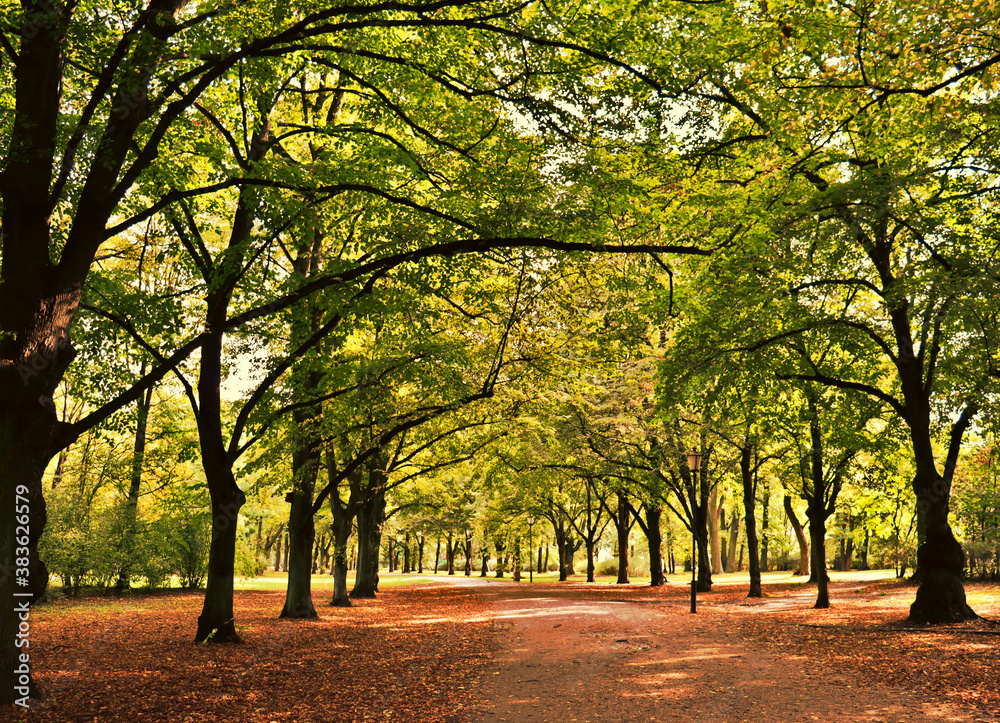 Naklejka premium Spacer po parku